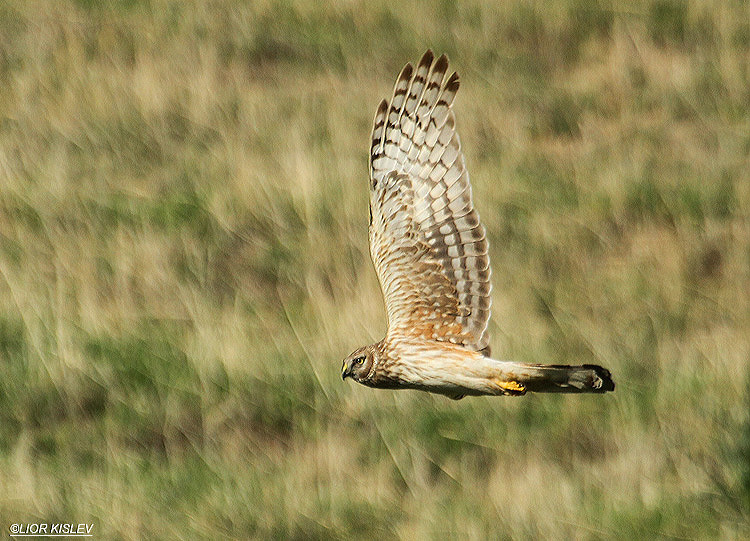   Hen Harrier Circus cyaneus ,wadi Samak,Golan .18-01-12 Lior Kislev